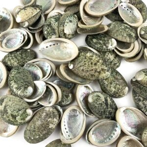 100PC Natural Green Round Donkey Ear Abalone Shell,Abalone Seashells for Craft and Home Decor 0.75inch~1.5inch Inch Green Abalone Seashells