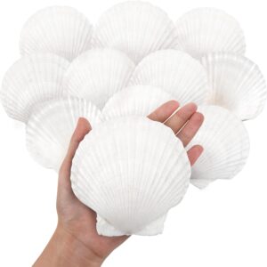 10PCS Large Natural Scallop Shells, 4”-5” Large Shell for Crafts, DIY Painting, Baking and Beach Wedding Decorations – Large White Seashells Bulk for Ocean Themed Parties and Home Decor