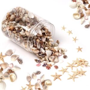 1200 Pieces Tiny Sea Shells Small Natural Starfish Mixed Ocean Beach Spiral Seashells for Home Decorations,Wedding Decor,Candle Making,Beach Theme Party,DIY Crafts and Vase Filler