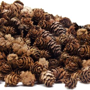 250 PCS Christmas Natural Mini Pine Cones-Thanksgiving Pinecones Ornaments for DIY Crafts, Home Decorations,Fall and Christmas,Wedding Decor