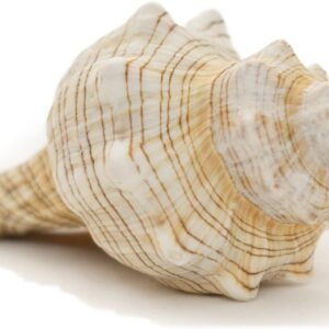 Conch Shell Decor – Seashell Decor – 5-6″ Large Sriped Fox Sea Shell – Shells for Decoration – Large Seashells for Crafts – Magic Conch Shell Room Decor