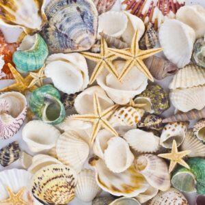 Famoby Sea Shells Mixed Beach Seashells Starfish for Beach Theme Party Wedding Decorations DIY Crafts Candle Making Fish Tank Vase Fillers Home Decorations Supplies 70+ pcs