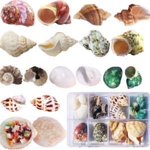 Hermit Crab Shells 17PCS (9 Types) Medium Small Growth Turbo Seashells 0.6-1.6 Inch Various Openning Size Natural