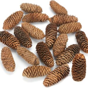 JOHOUSE 3.5-5Inch Natural Pine Cones, Big Pinecones, Christmas Natural Pinecone Ornaments Big Spruce Pine Cones for Autumn and Winter Decor Christmas Decorations