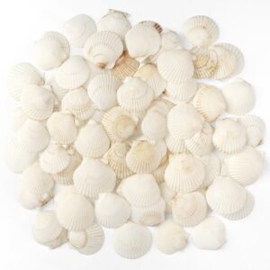 Jangostor 48 PCS Scallop Shells Natural Seashell, 1.5″ to 2″ White Scallop Shells Small Seashells for Crafts Wedding Decor Beach Theme Party, Fish Tank and Vase Filler