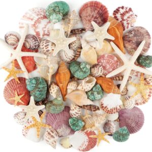 Jangostor Sea Shells Mixed Ocean Seashells, 1.2″-3.5″ Various Sizes Beach Seashells and Natural Starfish for Vase Fillers Fish Tank Beach Themed Party Home Wedding Decorations DIY Crafts