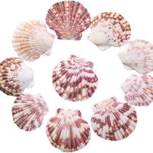 LUCKY BABY Scallop Shell Natural Seashell from Sea Beach for DIY Crafts Decor for Wedding Decor Beach Theme Party, Home Decorations, Fish Tank 1 Box (50 pcs)…