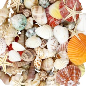 Mixed Sea Shells, 100+ Pcs Beach Seashells Starfish, Various Sizes Ocean Seashells for Fish Tank Vase Fillers, Beach Theme Party Wedding Decor, Candle Making, DIY Crafts, Home Decorations