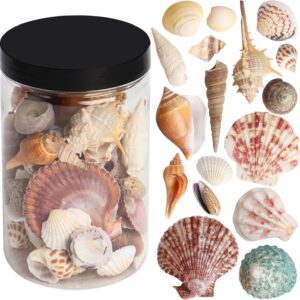 Mixed Sea Shells 250 g Shells Various Size up to 2.5 in Seashells Bulk with Box Shells for Crafts,Tank Vase Filler,Beach Theme Party,Home Decor,Resin Decoration(60-70 pcs)