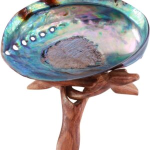 Polished Abalone Shell, 4.5″ to 5.5″, in Gift Box, for Smudging, Cleansing, Meditation, Home Décor and to Gift. 100% Natural Shell with Stand – Sustainably Sourced by Ocean Shell Studios New Zealand