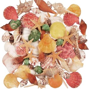 Seashells 13 Kinds of Shells 100 PCS Mixed Ocean Beach Colorful Seashells with Starfish Perfect for Home Decoration, Art Craft, Fish Tank and Vase Filler