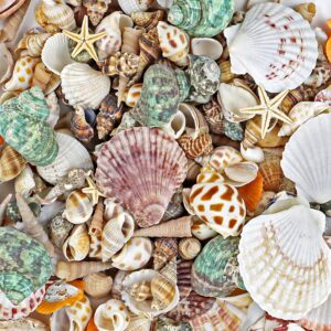 WFPLUS 200+pcs Sea Shells Mixed Ocean Beach Seashells, Various Sizes Natural Seashells Starfish for Fish Tank, Home Decorations, Beach Theme Party, Candle Making, Wedding Decor, DIY Crafts